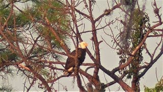 SWFL Eagles_Beautiful Harriet \u0026 Carpenter M15 \u0026 A Mix Of Pasture Visitors 09-27-19