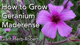 How to Grow Geranium maderense - Giant Herb Robert