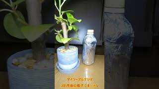 《ダイソーアルテシマ＃5》【100均観葉植物の観察日記】3か月後の様子 #観葉植物 #ガーデニング #園芸 #アルテシマ #ダイソー #100均　＃short