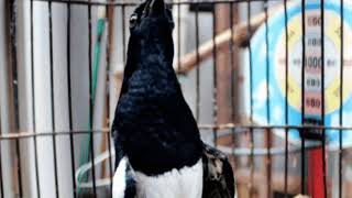 Playtube Pk Ultimate Video Sharing Website