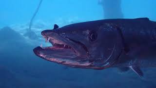 Barracuda Locks Eyes with Camera in Eerie Underwater Stare