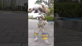 Bu parktaki köpeklerin korkulu rüyası var. - Patilerin sesi - #dog #köpek #dogs #cat #shorts #birds