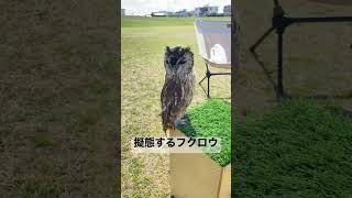 なぜか公園で擬態するフクロウさん