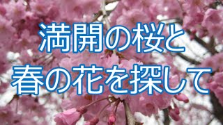 桜と春の花を探して・・・