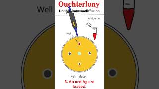 Ouchterlony double immunodiffusion #animation #immunology