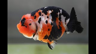 オンラインショップ掲載　スモールテール　潘氏金魚　江戸錦　14cm　RANCHU PAN GOLDFISH