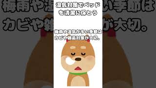 ワンちゃんのベッドの衣替え-雑学5選 #雑学 #豆知識 #犬 #わんこ #衣替え #dog #shorts