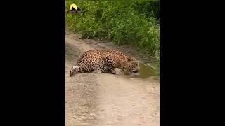 jhalana leopard Safari baghera mail#YouTubeshots #shorts #shortvideo #ytshorts #animal #animallover