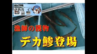 【魚市場情報】この魚を釣りに行こう！