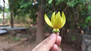 Manoranjitham flower | Artabotrys hexapetalus  | Ylang ylang