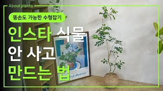 우리집 식물을 인스타 감성식물로! 가지치기하며 수형 만들기