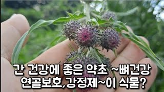 큰엉겅퀴:간 건강에 좋은약초~뼈건강 연골보호,강정제~이 식물?