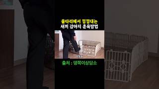 낑낑대는 새끼강아지 훈육방법