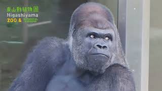 【東山動植物園公式】休園日のシャバーニ《 ニシゴリラ　ゴリラ 》