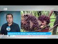 oil crunch indonesia introduces palm oil export ban dw news