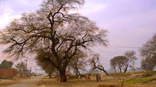 Permote local plants plantation. درخت انسان کے دوست ہیں۔مقامی پھل دار درخت اگائیں