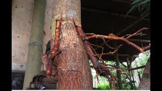 How to stick roots on plants