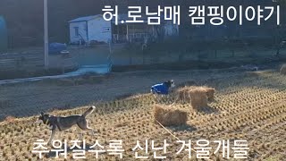 시골땅에 개인 캠핑장만들고 대형견 두마리랑 힐링하는  이야기 #10