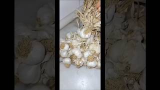 🇹🇷SARIMSAK SAKLAMA VE SOYMA YÖNTEMİ.🇬🇧GARLIC STORAGE AND EASY SPELLING METHOD🇧🇪CONSERVATION DE L'AIL