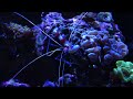 coral banded shrimp care guide