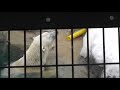 2013年2月19日　旭山動物園　ホッキョクグマ　もぐもぐタイム