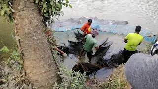 গ্রামের দিঘি গুলোতে মাছ ধরার বড় জাল ফেললে কি হয় দেখুন | Beauty of our Bangladesh