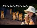 You Won't Believe What Happened On My Luxury South Africa Safari (MalaMala)