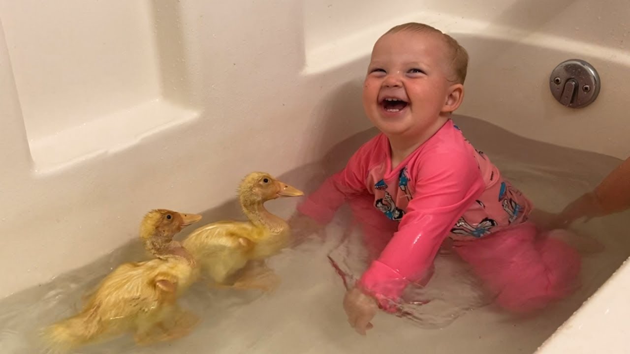 Ducklings Take A Bath Youtube