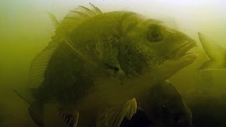 Huge Bream in Currumbin Creek