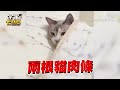 大白貓被鎖家外抓門7hr！外送提醒飼主他驚：怎麼會有貓 @cosmosviral