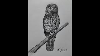 How to draw a ruru (morepork).