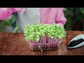 exposing the microgreen industry as a sham