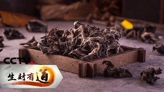 《生财有道》吉林汪清：木耳朵朵促增收 20190627 | CCTV财经