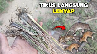 Buruan cari batang ini, dijamin RUMAH BEBAS TIKUS SELAMANYA !!