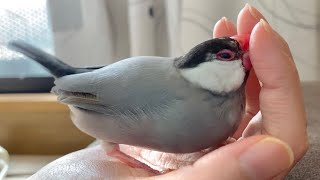 勢いよくクチバシを指の間にぶっ刺してくる文鳥　java sparrow