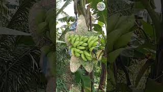 ចេកអំបូង #gardening #banana #naturallife