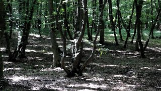 Paranormal Stories of Romania - Hoia Baciu forest, Sinca Veche, Bucegi [Documentary 2019]