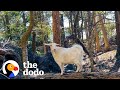 Woman Discovers A Lonely Goat Abandoned On An Island | The Dodo