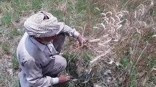 { Wheat Cutting } Wheat Crop Old Methad { Old Formar Wheat Cutting } Gundam Ki Katai in Pakistan