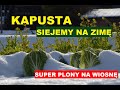 KAPUSTA SIANA JESIENIĄ, SUPER PLONY NA WIOSNĘ