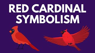 Symbolism of a Red Cardinal - What if you have a Cardinal Spirit Animal?