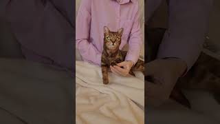 Watch This Adorable Plush Cat’s Most Dramatic Reaction Ever (WoolIrina)