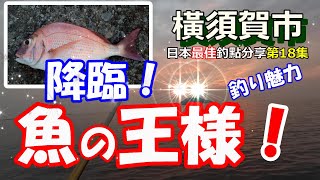 【遂に真鯛！横須賀うみかぜ(海風)公園】カゴ釣り(誘餌籠)魅力-日本最佳釣點分享第18集