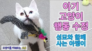 아기 고양이 행동 수정 (특히 성묘와 함께 사는 아깽이들)