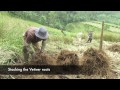 achs edu vetiver harvesting in indonesia