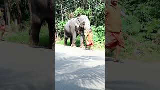 ഇന്ന് രാവിലെ കണ്ട കൊമ്പൻ,Kerala Elephant #Shorts