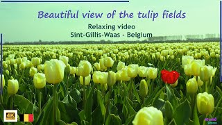Spring Flowers In Sint-Gillis-Waas-Belgium. Relaxing video in (4K).
