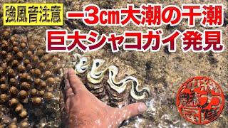 大潮マイナス３センチ干潮の潮干狩り！巨大シャコガイやクモガイを発見！