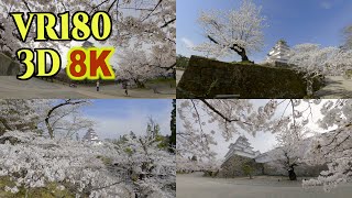 [ 8K 3D VR180 ] 桜に囲まれた鶴ヶ城の天守 Tsurugajo Castle surrounded by cherry blossoms in Fukushima , Japan