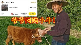 爷爷花2800在网上买了头撞人的小犟牛🐂又多了一个好朋友☝🏻【开箱嘤嘤怪】